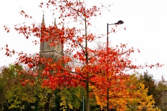 Sodbury In Bloom - image supplied by RichMcD Photography